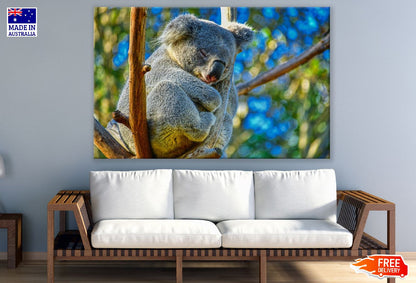 Koala Bear on Tree Branch Closeup Photograph Print 100% Australian Made