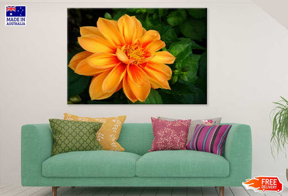 Orange Dahlia Flower Closeup View Photograph Print 100% Australian Made