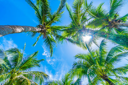 Palm Trees & Blue Sky Bottom View Photograph Print 100% Australian Made