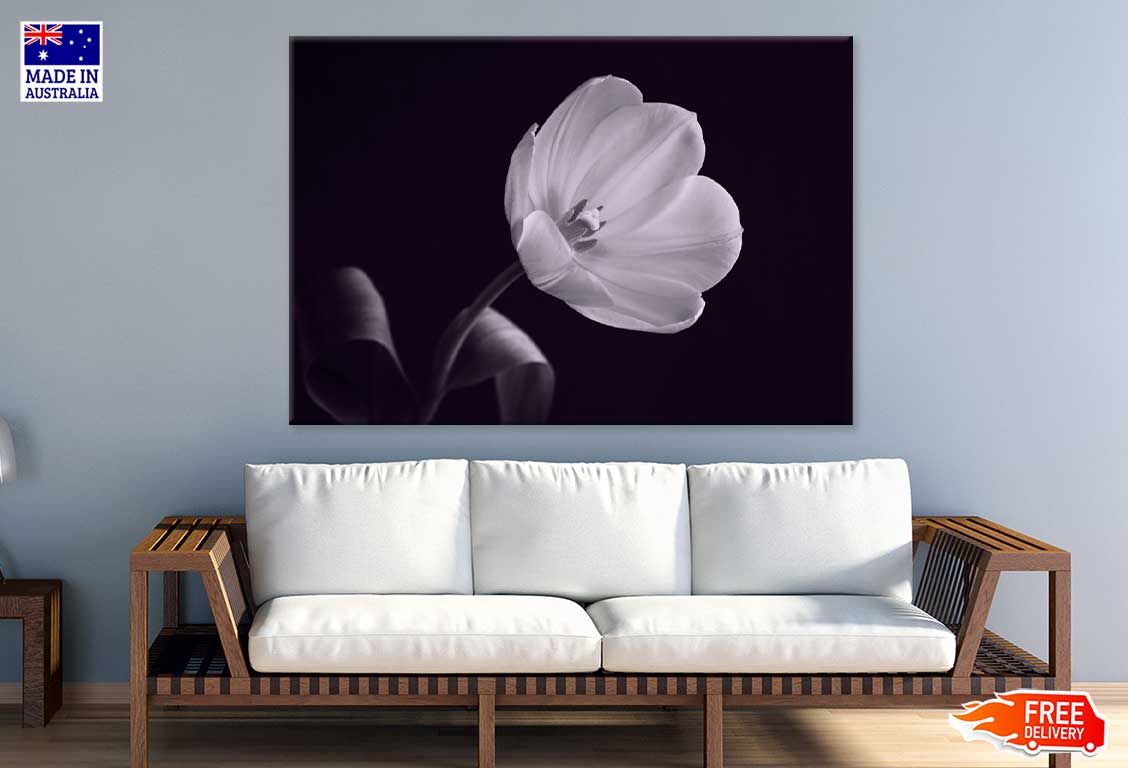 White Tulip on Dark B&W View Photograph Print 100% Australian Made