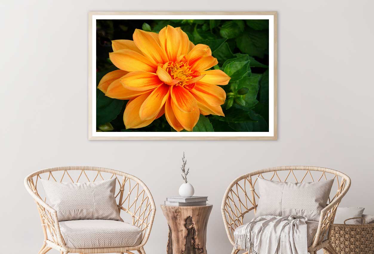 Orange Dahlia Flower Closeup View Photograph Home Decor Premium Quality Poster Print Choose Your Sizes