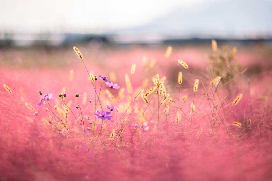 Bella Home Pink Grass Field Scenery View Print Canvas Ready to hang