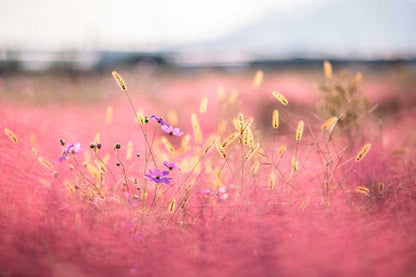 Bella Home Pink Grass Field Scenery View Print Canvas Ready to hang