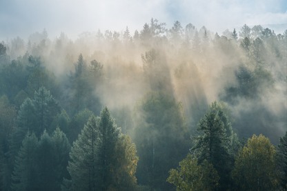 Misty Forest & Trees View Photograph Print 100% Australian Made