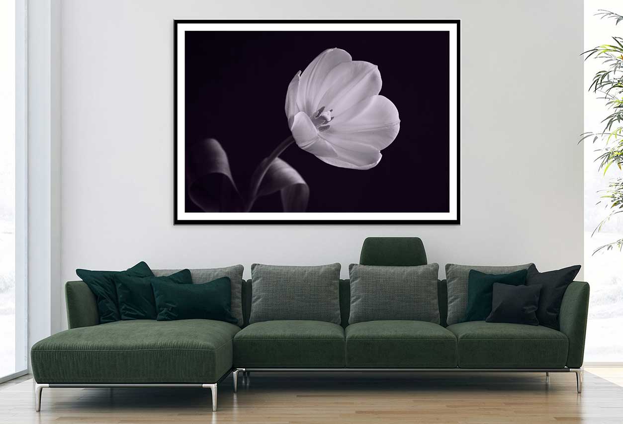 White Tulip on Dark B&W View Photograph Home Decor Premium Quality Poster Print Choose Your Sizes