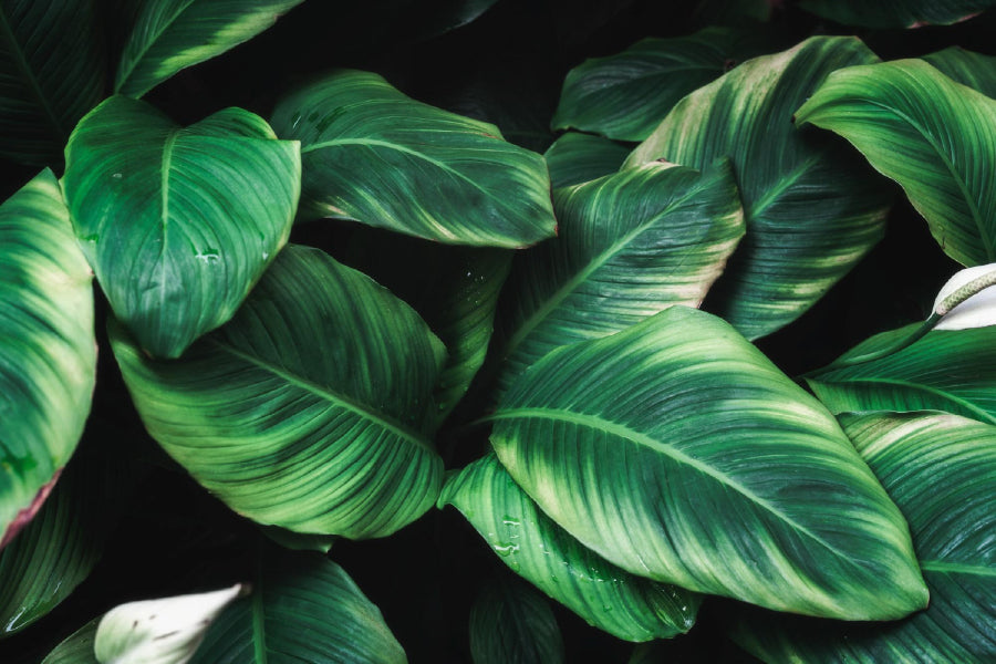 Deep Green Plant Leaves View Photograph Home Decor Premium Quality Poster Print Choose Your Sizes