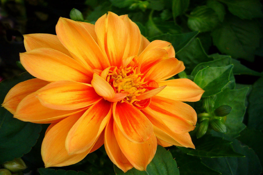 Orange Dahlia Flower Closeup View Photograph Home Decor Premium Quality Poster Print Choose Your Sizes