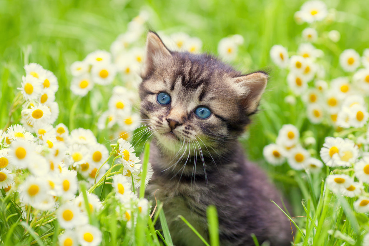 Little Kitten in Flowers View Photograph Print 100% Australian Made