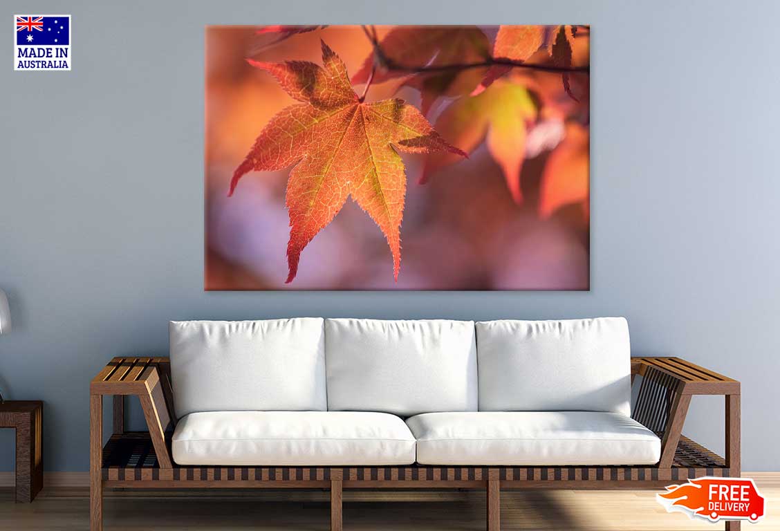 Maple Leaves Closeup View Photograph Print 100% Australian Made