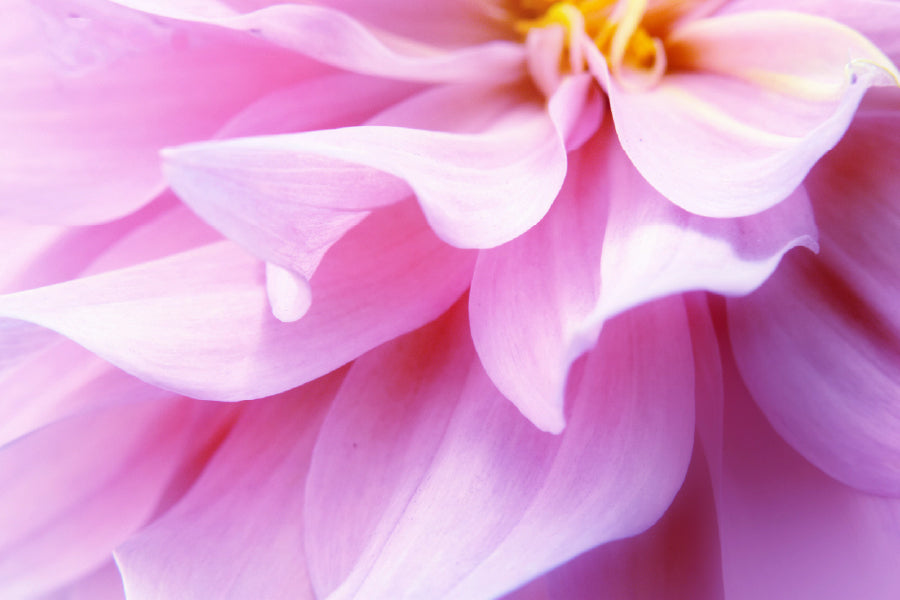 Pink Petals Flower Macro View Photograph Print 100% Australian Made