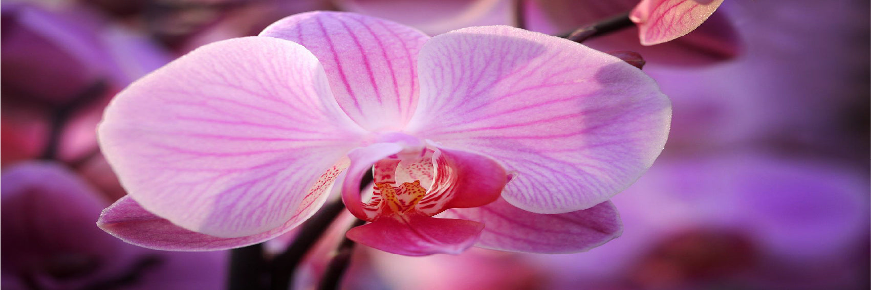 Panoramic Canvas Pink Orchid Flower View Photograph High Quality 100% Australian Made Wall Canvas Print Ready to Hang