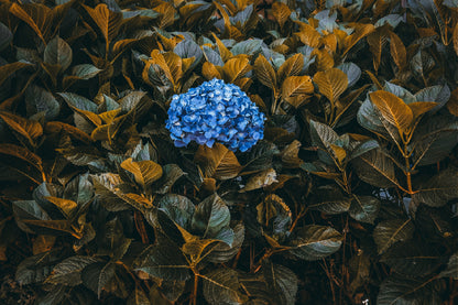 Blue Flowers with Plants View Photograph Home Decor Premium Quality Poster Print Choose Your Sizes