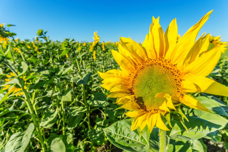 Sunflower Field View with Closeup View Photograph Home Decor Premium Quality Poster Print Choose Your Sizes