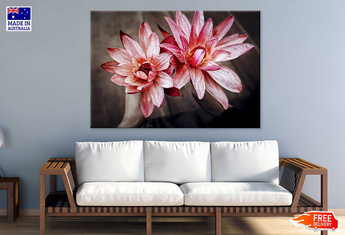 Red Pink Amaryllis Flowers View Photograph Print 100% Australian Made