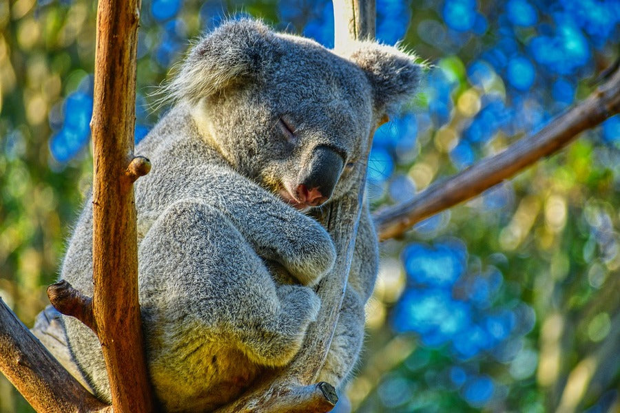 Koala Bear on Tree Branch Closeup Photograph Print 100% Australian Made