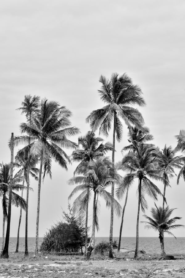 Coconut Palm Trees near Sea B&W View Home Decor Premium Quality Poster Print Choose Your Sizes