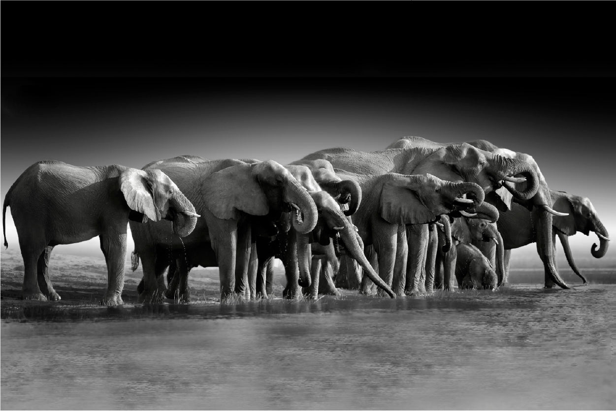 Bella Home B&W Pack of Elephants Print Canvas Ready to hang