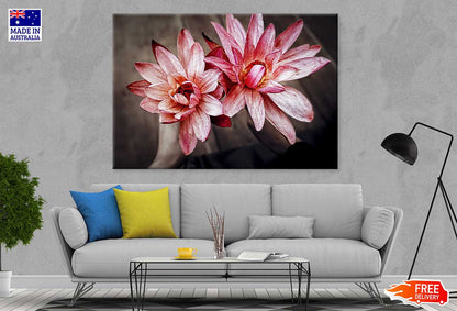 Red Pink Amaryllis Flowers View Photograph Print 100% Australian Made