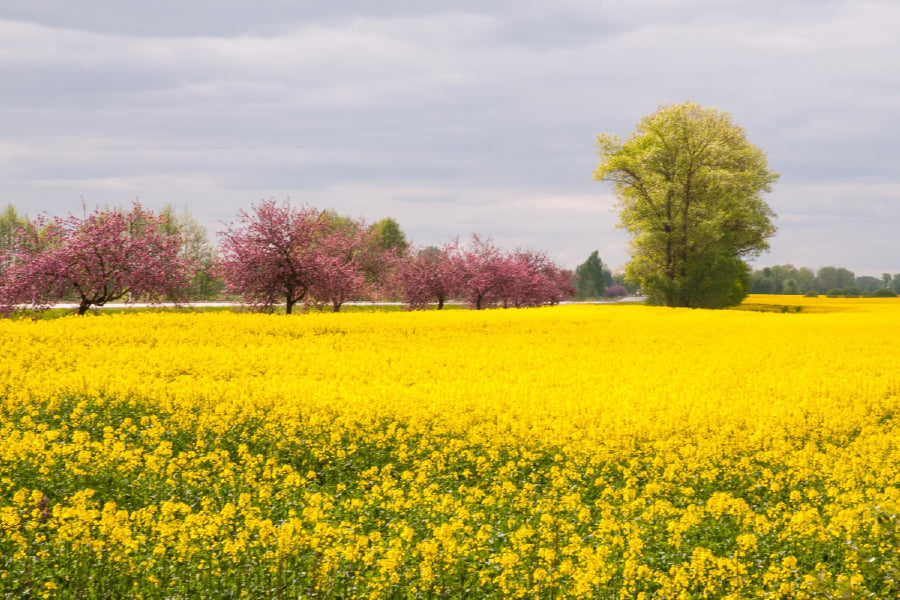 Apple Trees in Flower Field View Photograph Print 100% Australian Made