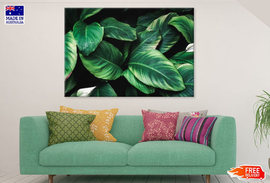 Deep Green Plant Leaves View Photograph Print 100% Australian Made