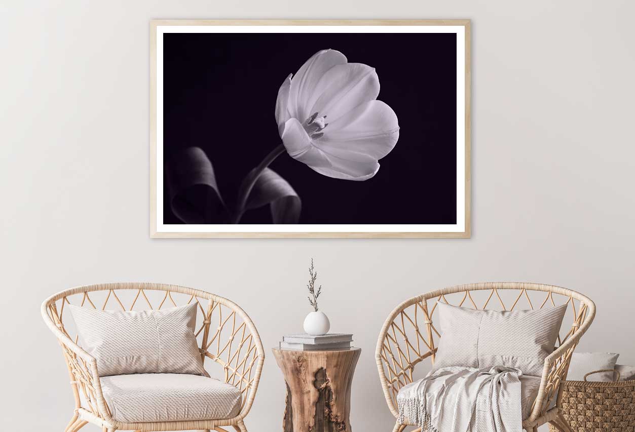 White Tulip on Dark B&W View Photograph Home Decor Premium Quality Poster Print Choose Your Sizes