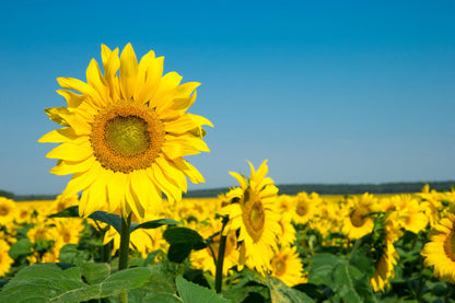 Sunflower Field with Blue Sky View Photograph Print 100% Australian Made