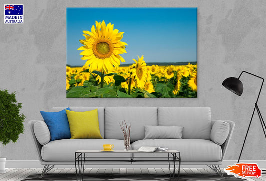 Sunflower Field with Blue Sky View Photograph Print 100% Australian Made