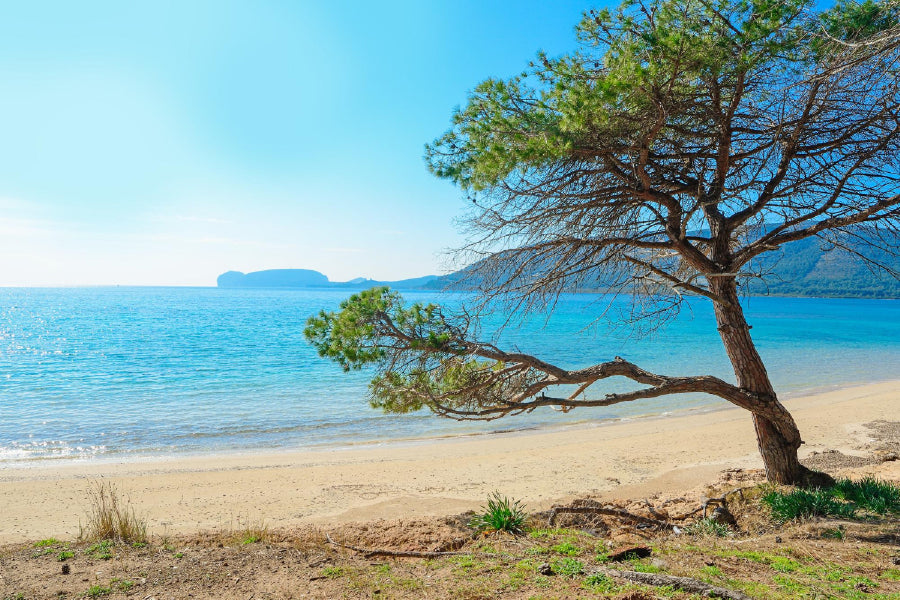 Pine Tree on Mugoni Sea Photograph Sardinia Home Decor Premium Quality Poster Print Choose Your Sizes