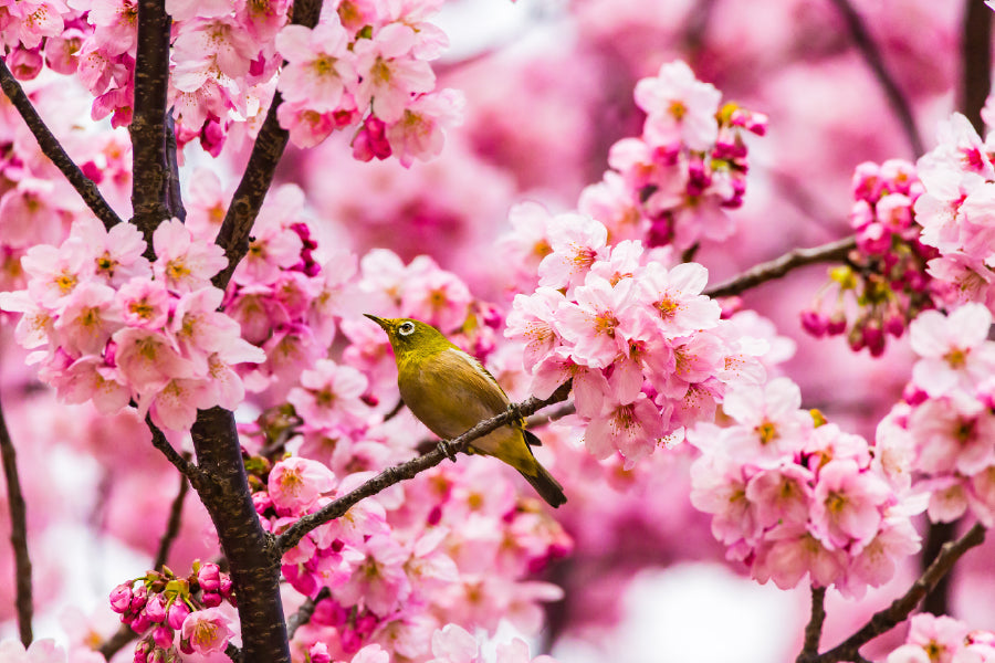 Bird on Pink Blossom Flowers Tree Photograph Home Decor Premium Quality Poster Print Choose Your Sizes