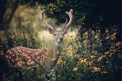 Whitetail Deer on Flower Field Photograph Print 100% Australian Made