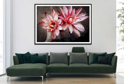 Red Pink Amaryllis Flowers View Photograph Home Decor Premium Quality Poster Print Choose Your Sizes