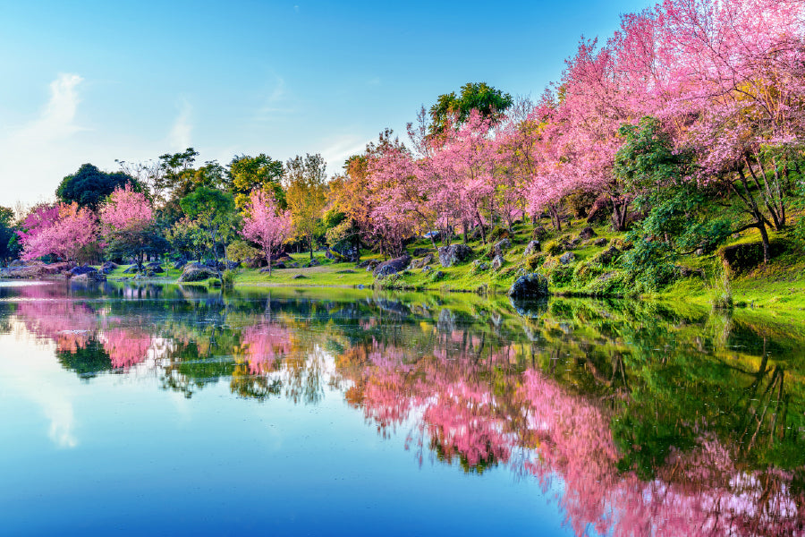 Cherry Blossoms Trees Near Lake Photograph Print 100% Australian Made