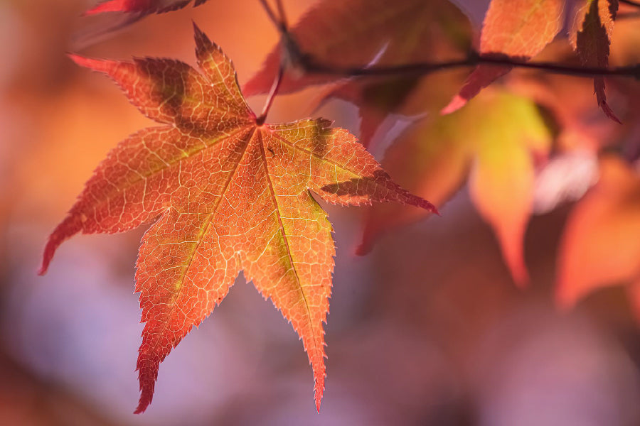 Maple Leaves Closeup View Photograph Print 100% Australian Made