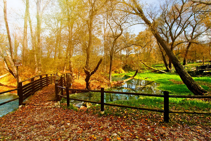 Bridge Over River in Autumn Tree Park Photograph Print 100% Australian Made