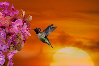 Hummingbird & Flowers Photograph Home Decor Premium Quality Poster Print Choose Your Sizes