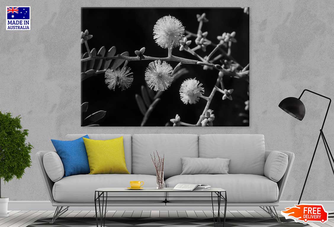 Mallee Gum Tree Flowers B&W View Photograph Print 100% Australian Made