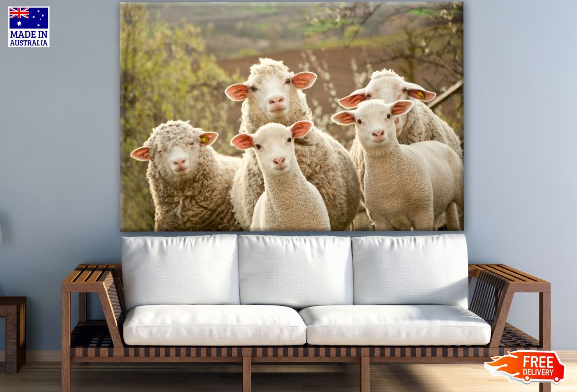 Sheep Herd Photograph Print 100% Australian Made