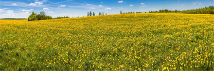 Panoramic Canvas Yellow Flower Field View Photograph High Quality 100% Australian Made Wall Canvas Print Ready to Hang