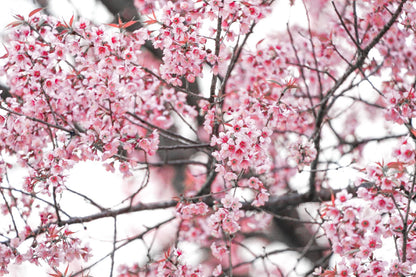 White Pink Prunus Flowers Branch Photograph Print 100% Australian Made