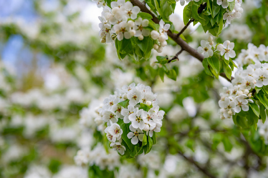 White Blossom Flowers Branch View Photograph Print 100% Australian Made