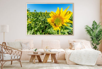 Sunflower Field View with Closeup View Photograph Home Decor Premium Quality Poster Print Choose Your Sizes