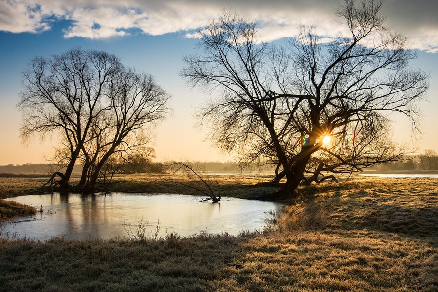 Tree and Pond in Desert Photograph Print 100% Australian Made