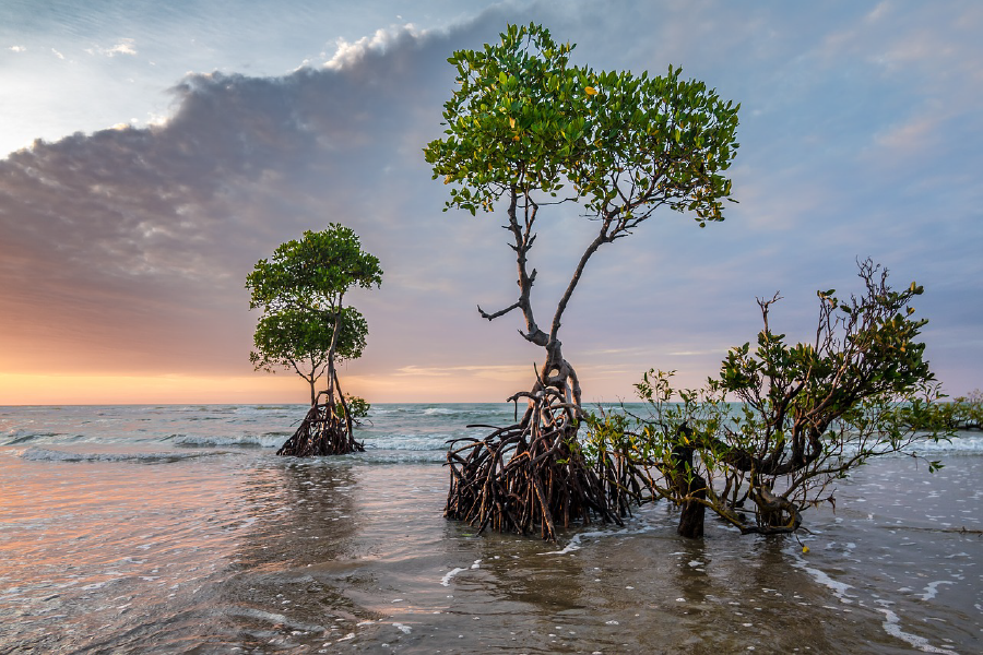 Trees in Sea Sunset Photograph Print 100% Australian Made