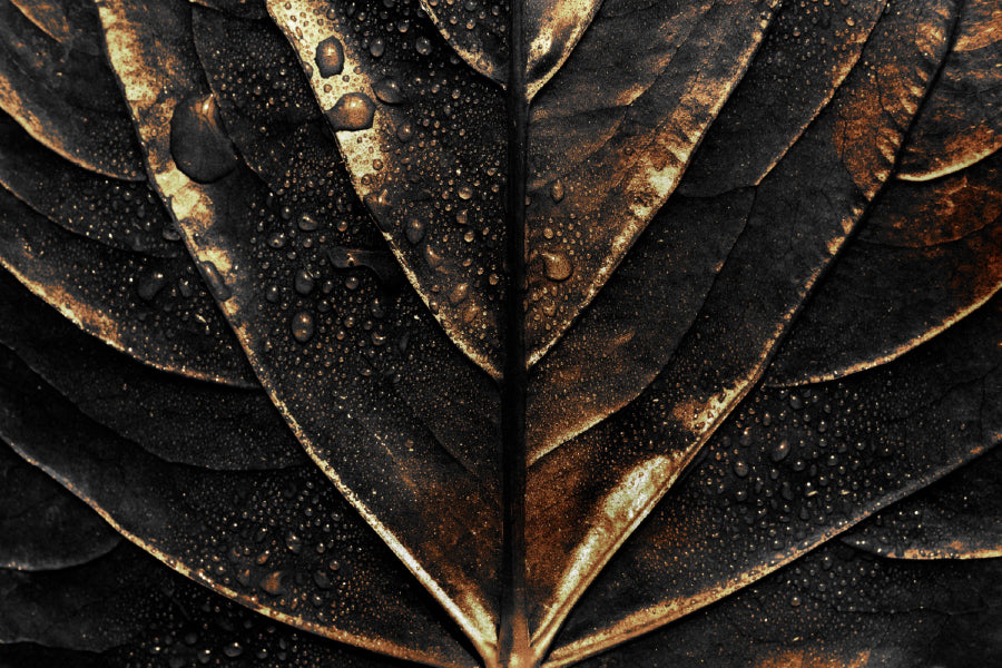 Wet Golden Alocasia Leaf Closeup View Photograph Print 100% Australian Made