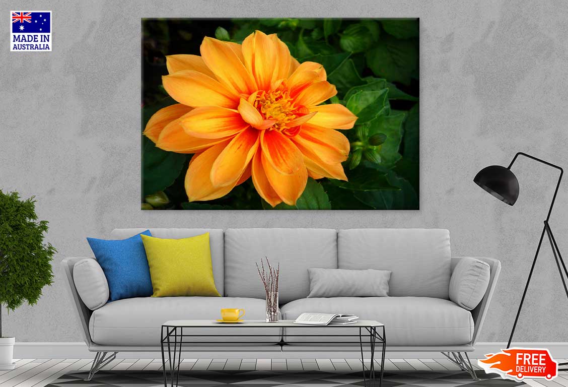 Orange Dahlia Flower Closeup View Photograph Print 100% Australian Made