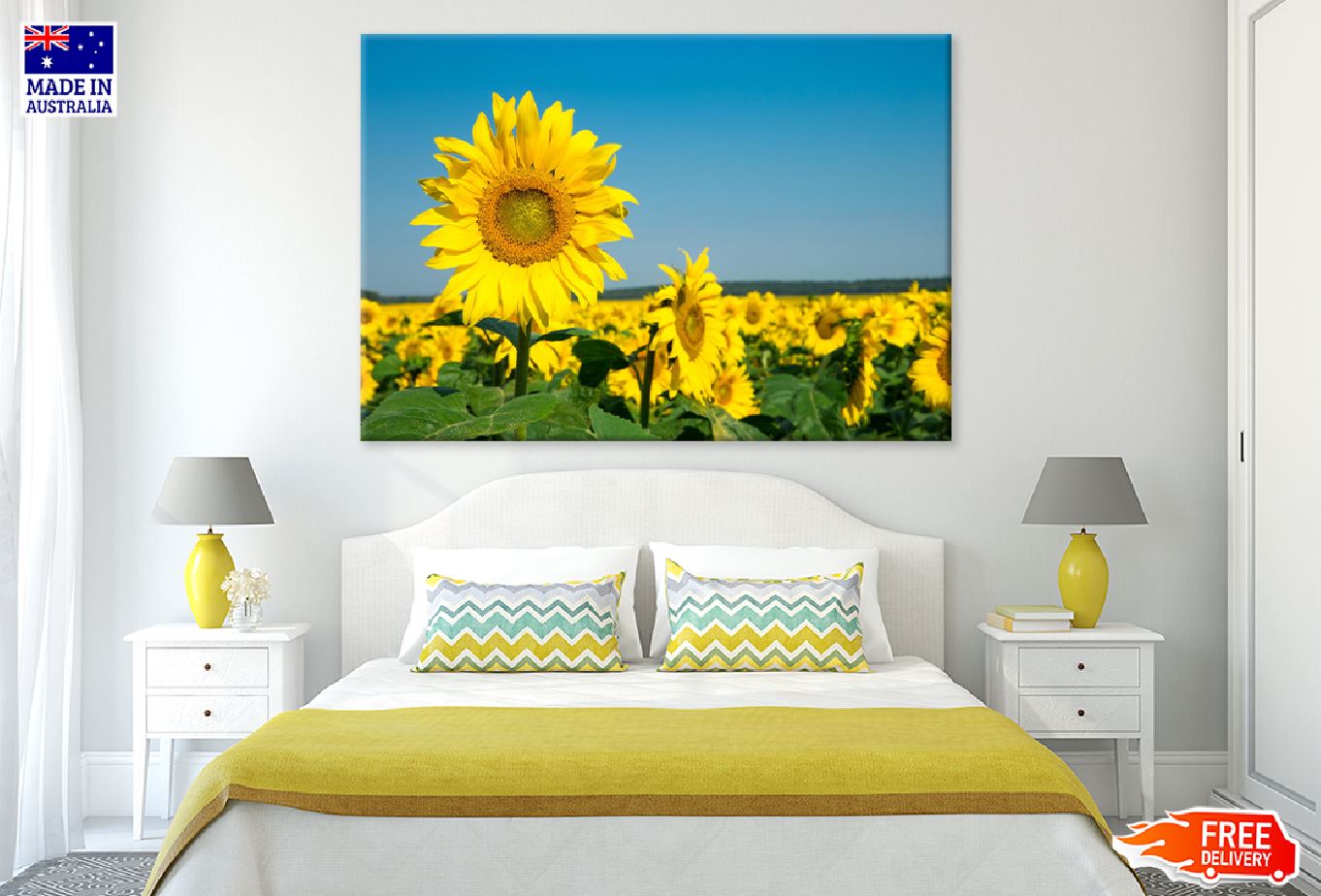 Sunflower Field with Blue Sky View Photograph Print 100% Australian Made