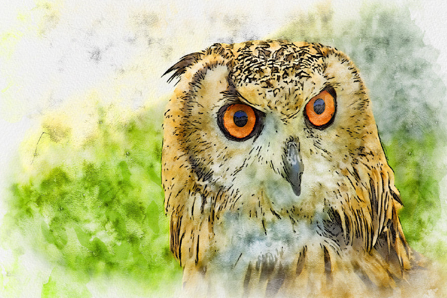 Orange Eye Owl Watercolor Painting Print 100% Australian Made