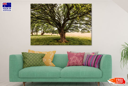 Tree with Huge Trunk & Branches Photograph Print 100% Australian Made