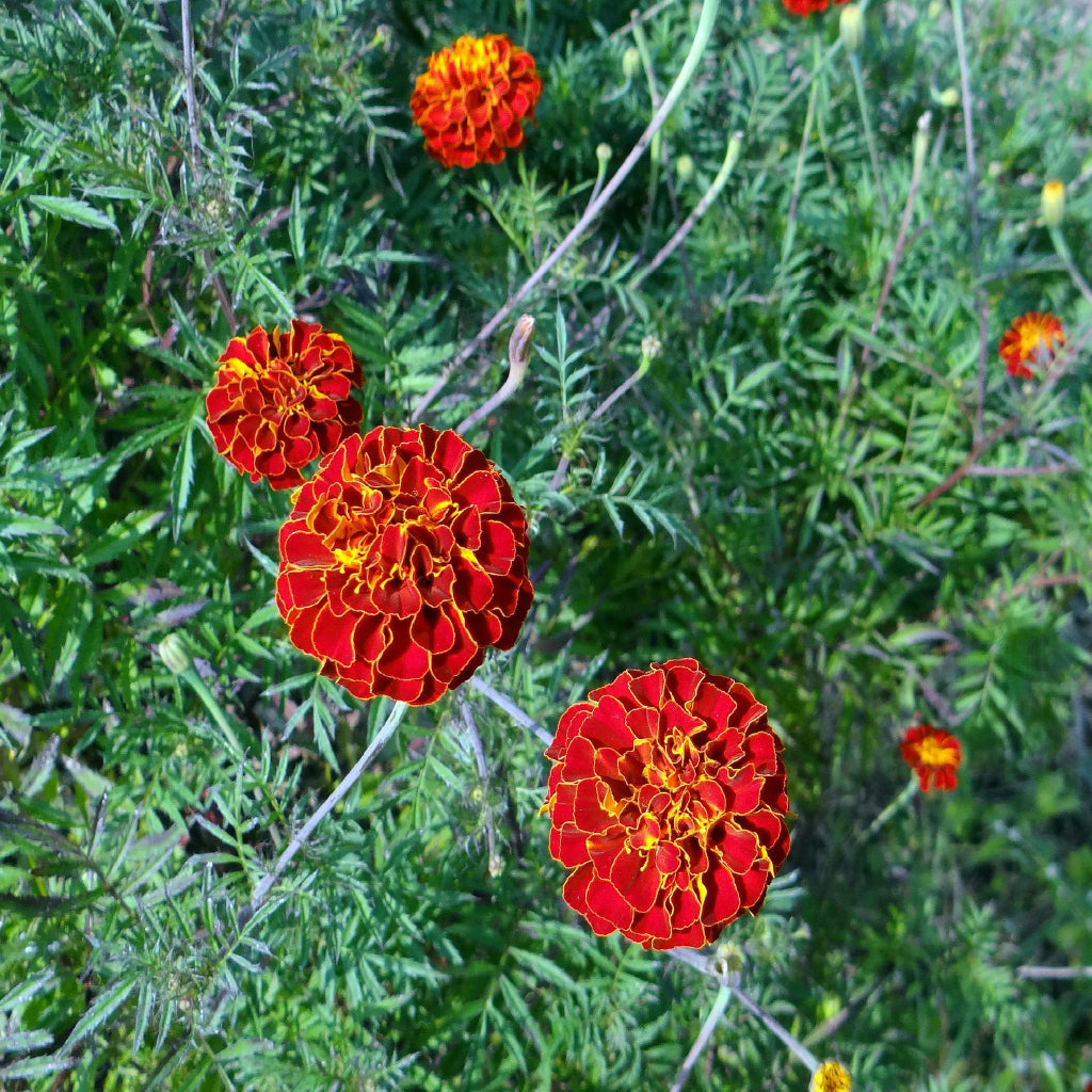 Square Canvas Red French Marigold Flowers Photograph High Quality Print 100% Australian Made