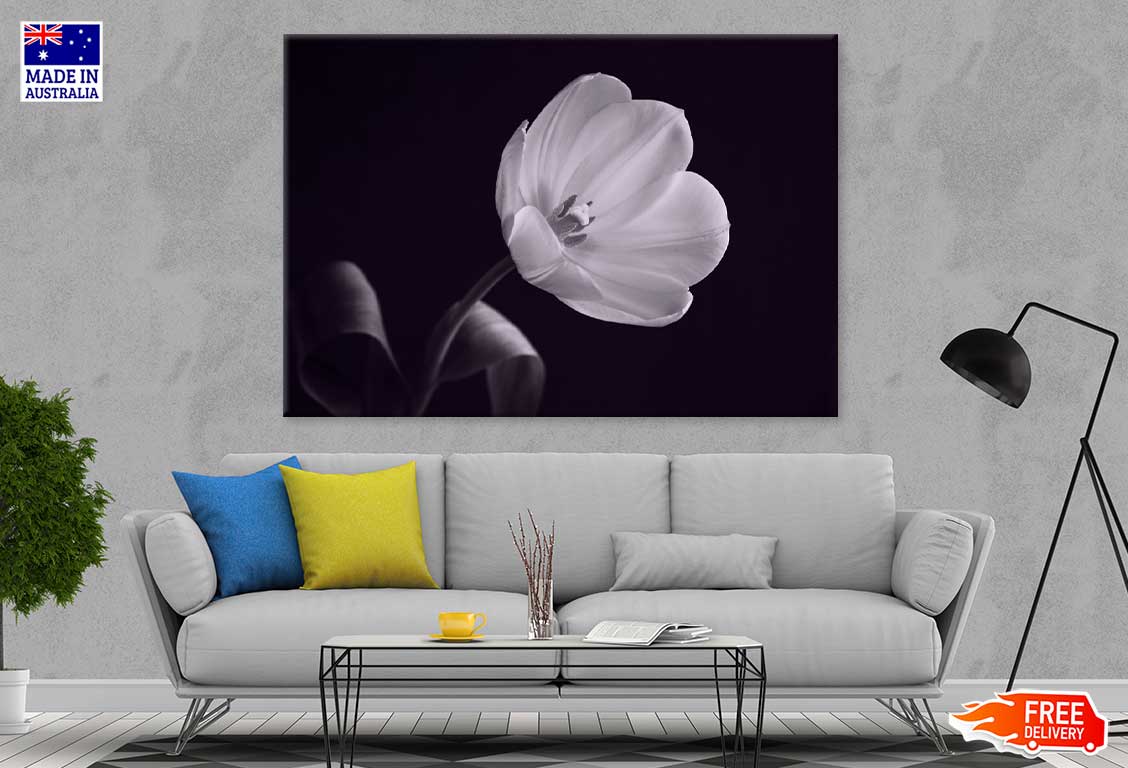 White Tulip on Dark B&W View Photograph Print 100% Australian Made